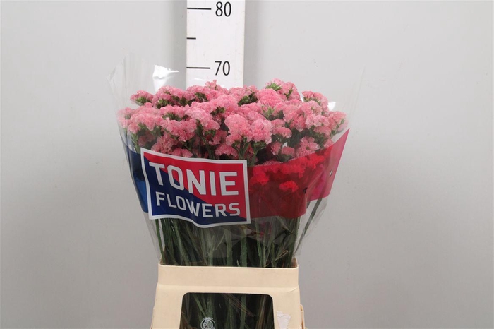 <h4>Lim S Amazon Birds</h4>