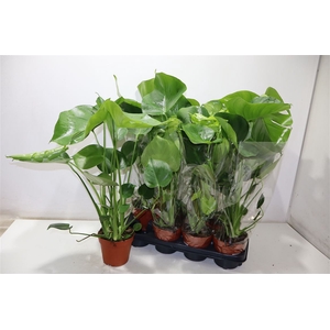 arr8 Monstera Deliciosa