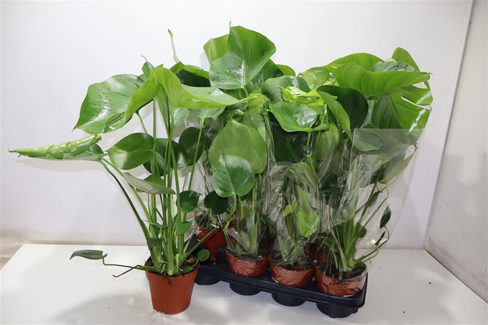 <h4>arr8 Monstera Deliciosa</h4>