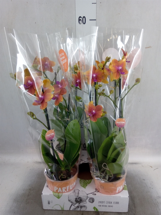 <h4>Phalaenopsis multi. 'Ant Bolgheri'</h4>