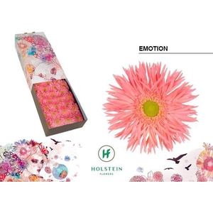 Gerbera Spider Emotion Doos