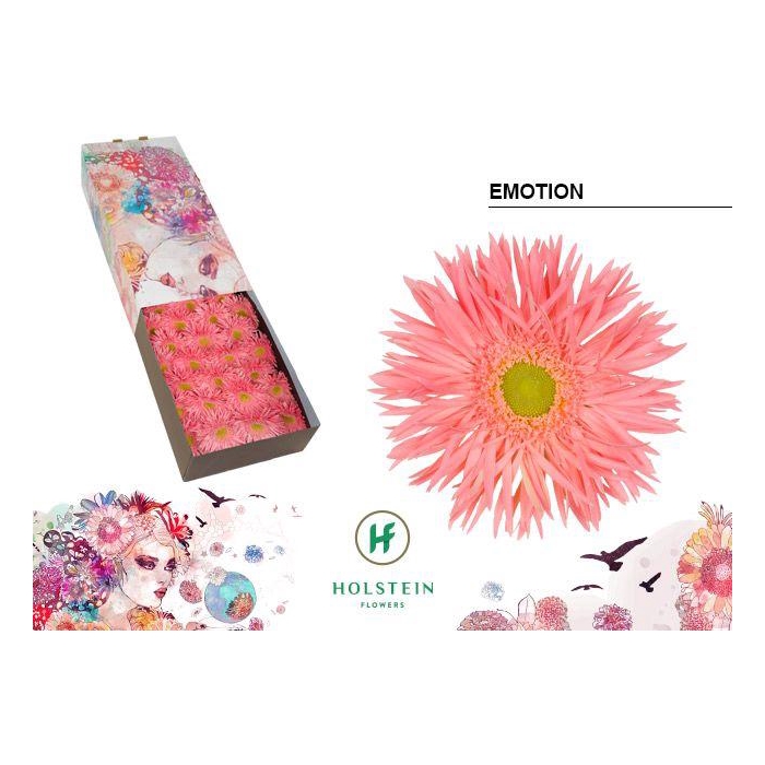 <h4>Ge Gr Gerspider Emotion</h4>