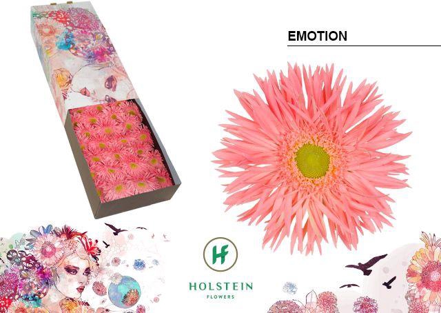 <h4>Gerbera Spider Emotion Doos</h4>