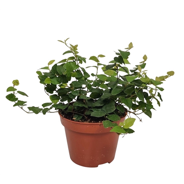 <h4>Ficus Pumila 'green Sunny'</h4>