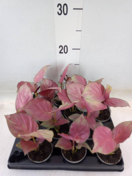 <h4>Calathea ...</h4>