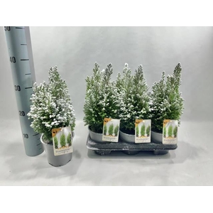 CHAM L ELLGRANDII P13 SNOW