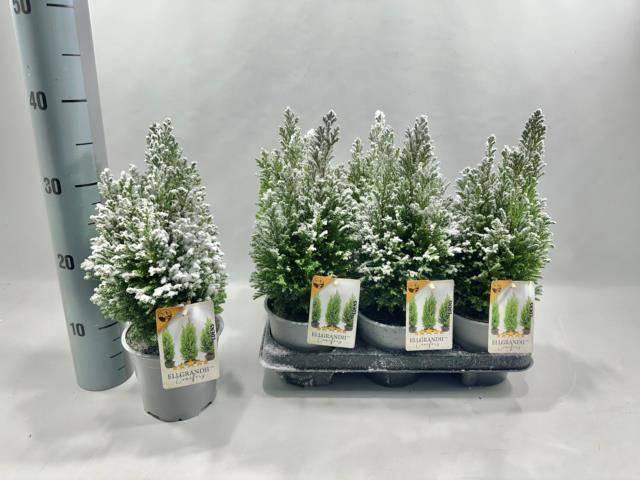 <h4>CHAM L ELLGRANDII P13 SNOW</h4>