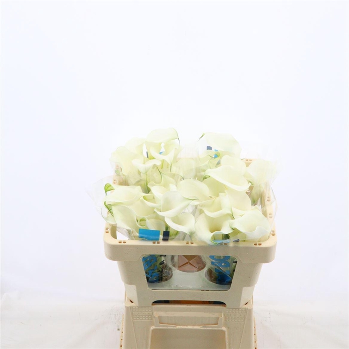 <h4>Calla Pure Art</h4>