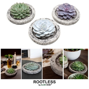 ROOTLESS Echeveria, Koala bowl