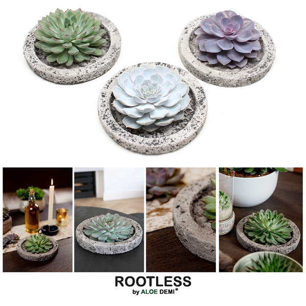 <h4>ROOTLESS Echeveria, Koala bowl</h4>