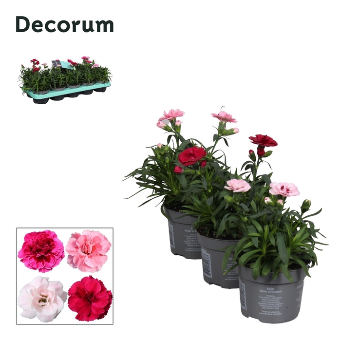 <h4>Dianthus - 10,5 cm - Oscar mix - Decorum</h4>