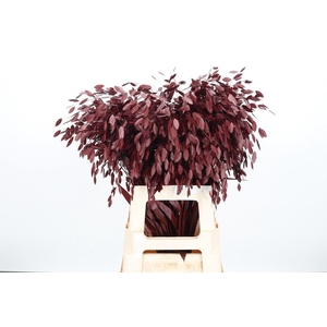 Chasmantium Kl Bh Bordeaux