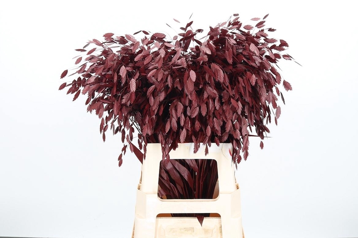 <h4>Chasmantium Kl Bh Bordeaux</h4>