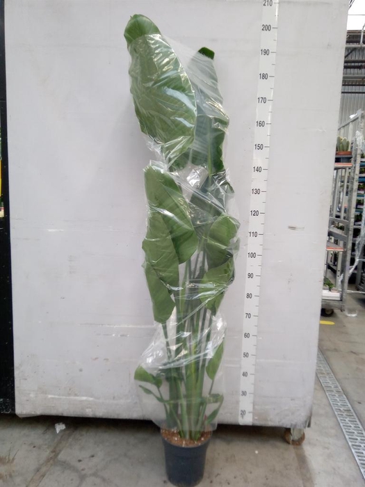 <h4>Strelitzia nicolai</h4>