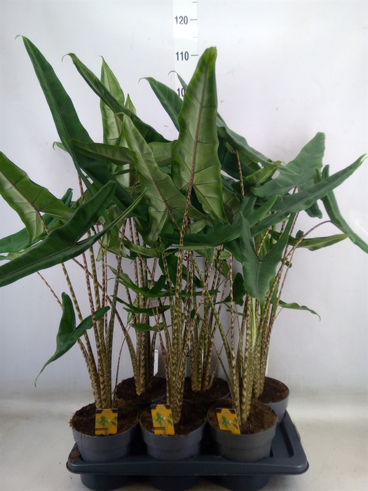 <h4>Alocasia   ...</h4>