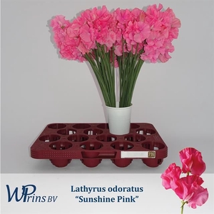 LATHYR WI SUNSH PINK