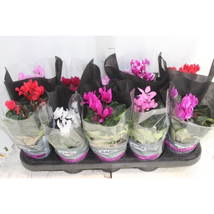 CYCLAMEN MINI P11