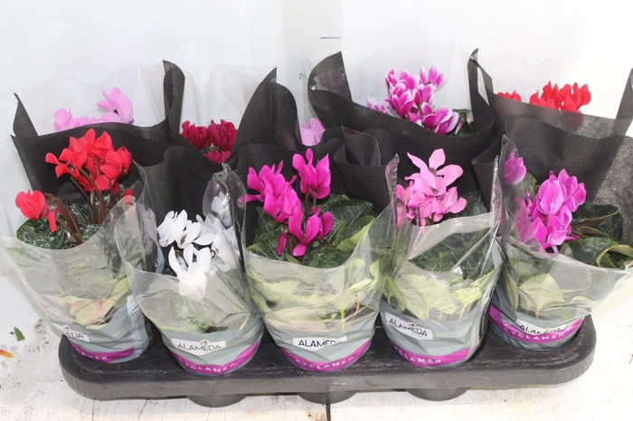 <h4>CYCLAMEN MINI P11</h4>
