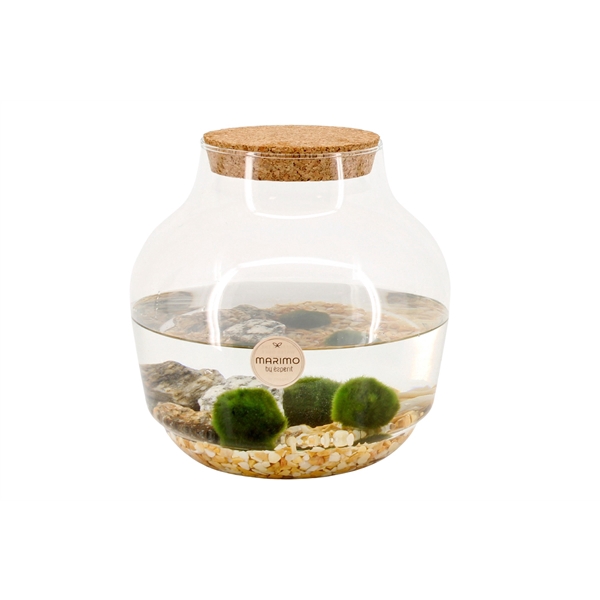 90563: Marimo arrangement