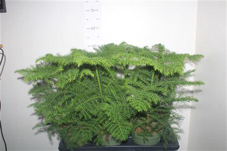 <h4>Arau Heterophyl</h4>