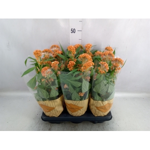 Celosia arg. CR 'Twisted Orange'