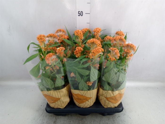 Celosia arg. CR 'Twisted Orange'