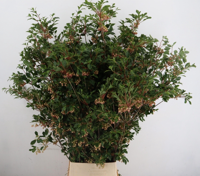 <h4>DECOGROEN OV BS</h4>