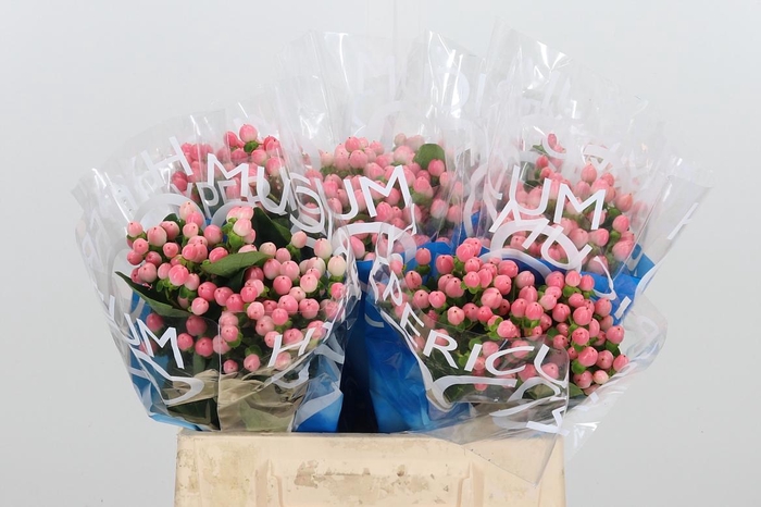 <h4>Hyp Coco Casino</h4>