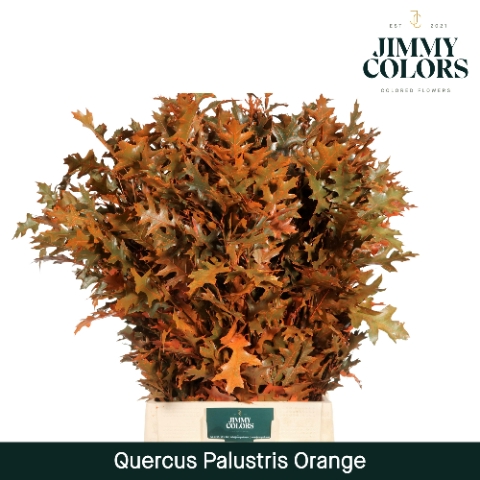 <h4>Quercus Palustris L80 Orange</h4>