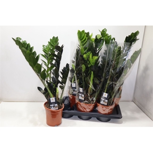 Zamioculcas Raven