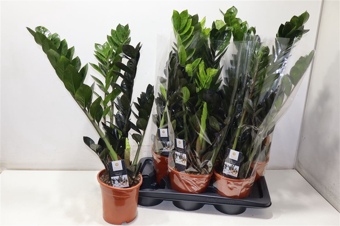<h4>Zamioculcas Raven</h4>