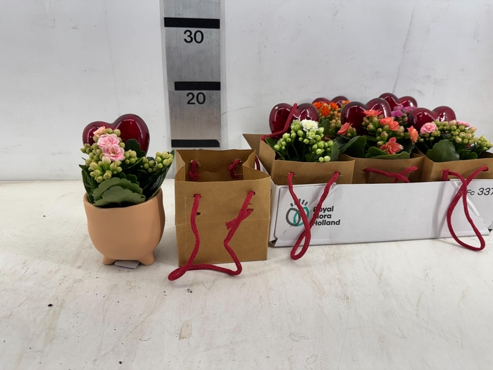 <h4>ARR PL IN SCHAAL</h4>