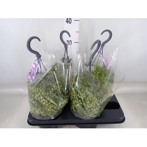 Peperomia pros.