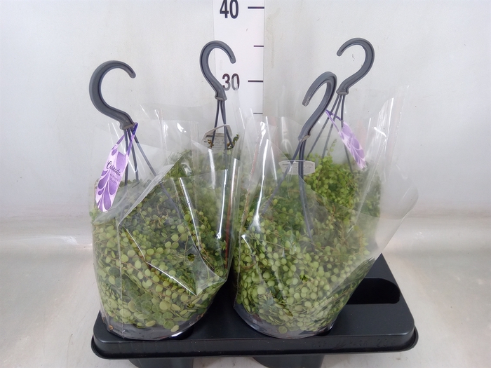 <h4>Peperomia pros.</h4>