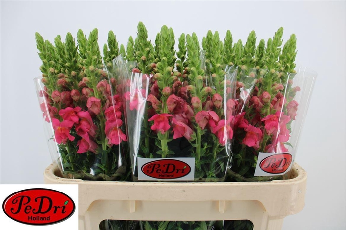 <h4>Antir Poto Rose</h4>