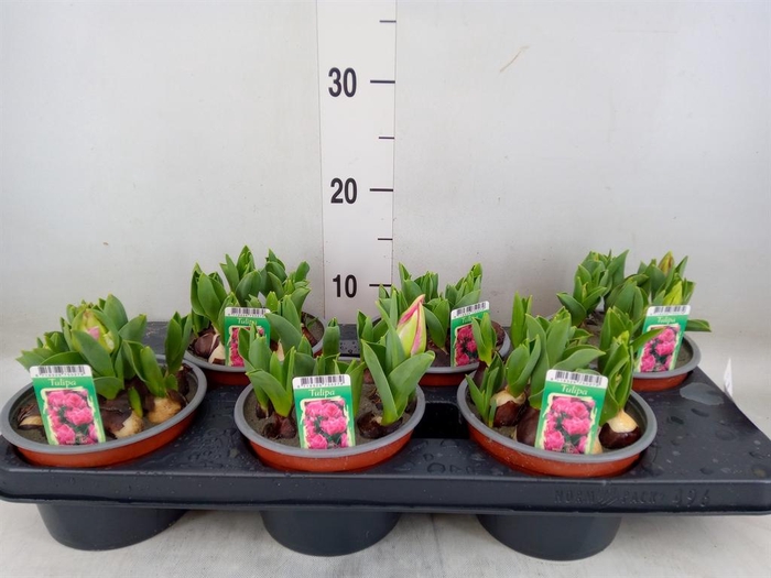 <h4>Tulipa DU   ...</h4>