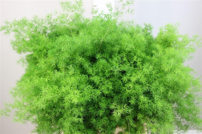 <h4>Asparagus Umbellatus 70</h4>