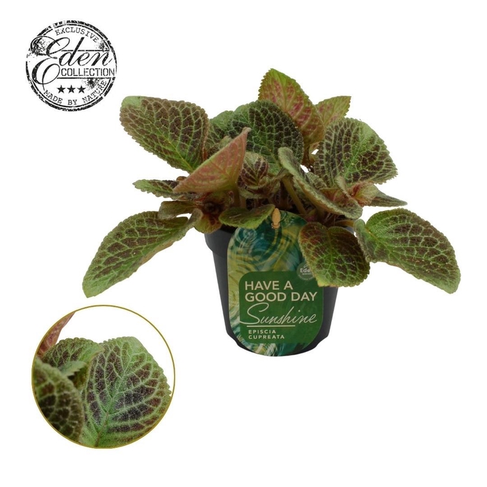 <h4>Episcia cupreata Shimmer 12cm</h4>