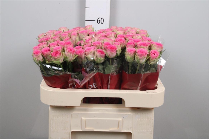 <h4>R Gr Times Square</h4>