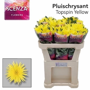 CHR G TOPSPIN YELLOW