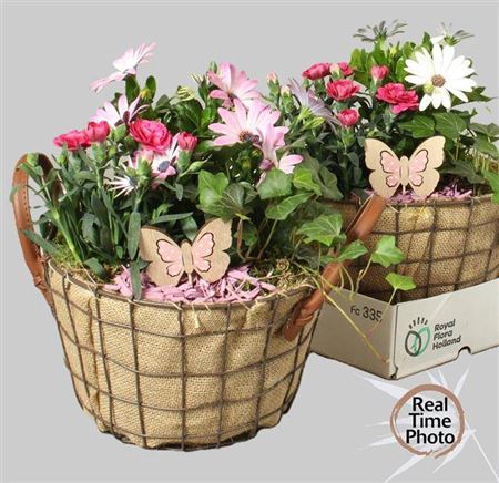 <h4>Arr Tuinplanten Mand Gaas</h4>