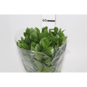 FOLHAGEM RUSCUS 050 CM