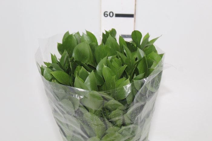 <h4>FOLHAGEM RUSCUS 050 CM</h4>