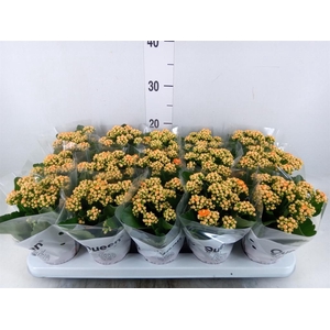 Kalanchoe  'RoseFlow Agnes'