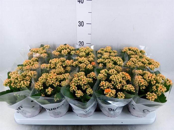 <h4>Kalanchoe  'RoseFlow Agnes'</h4>