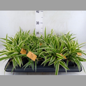 Chlorophytum com. 'Ocean'