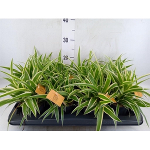 Chlorophytum com. 'Ocean'