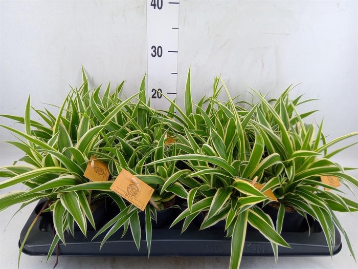 <h4>Chlorophytum com. 'Ocean'</h4>