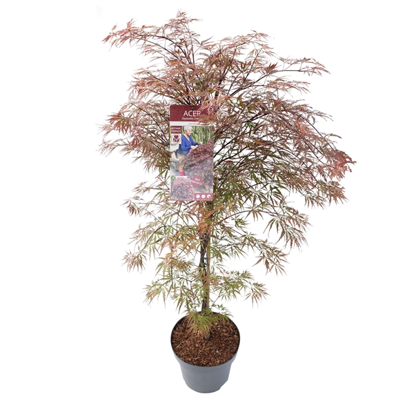 <h4>Acer palm. 'Garnet'</h4>