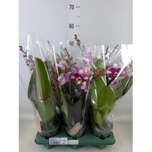 Phalaenopsis   ...red